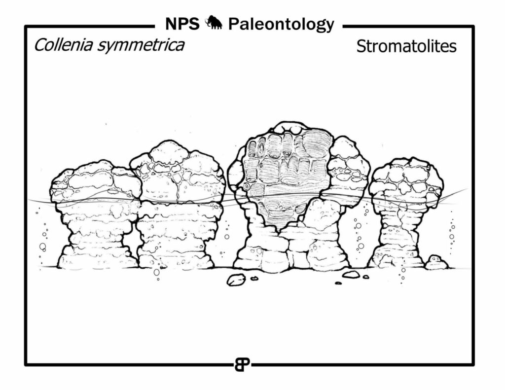 semaine de culture scientifique stromatolithe coloriage dessin