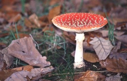 Champignon amanite tue-mouches (rouge à pois blanc)