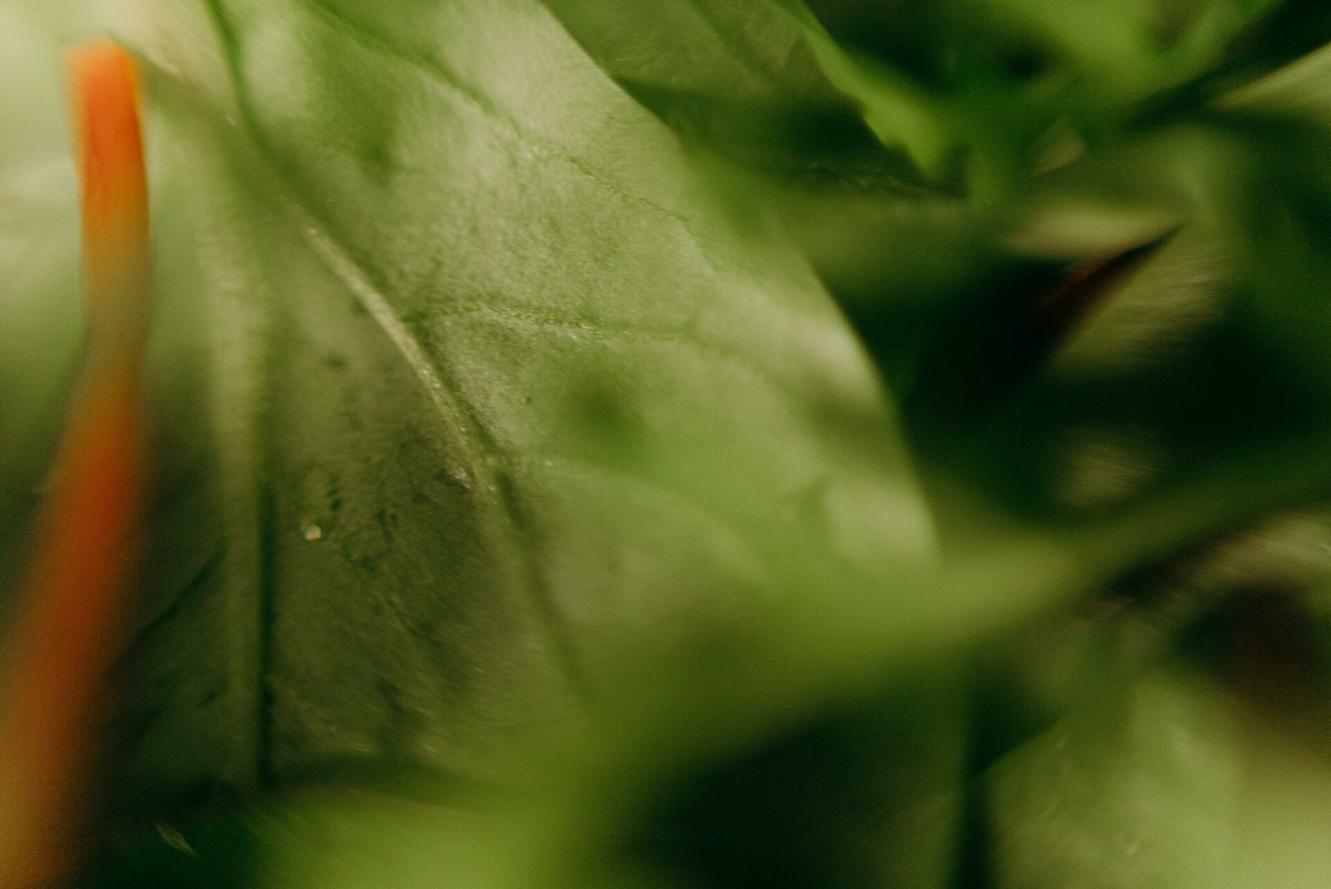 Feuille de coca